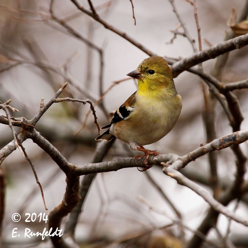 20Dec-CBC 261.jpg - American Goldfinch